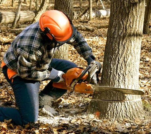 Tree Removal in Etna, CA